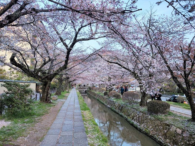 hanami AC hanami AC